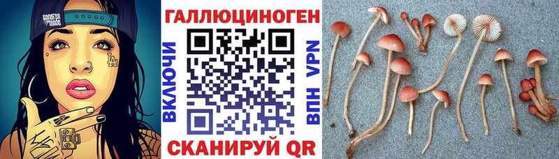 Галлюциногенные грибы Psilocybe  закладки  это Telegram  Терек 